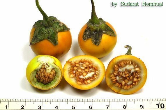 Solanum aculeatissimum 1000 seed