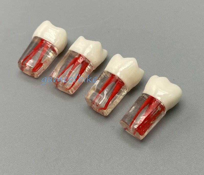 10x Dental Root Canal Teeth Study Practice Model Endodontic Pulp File Injection
