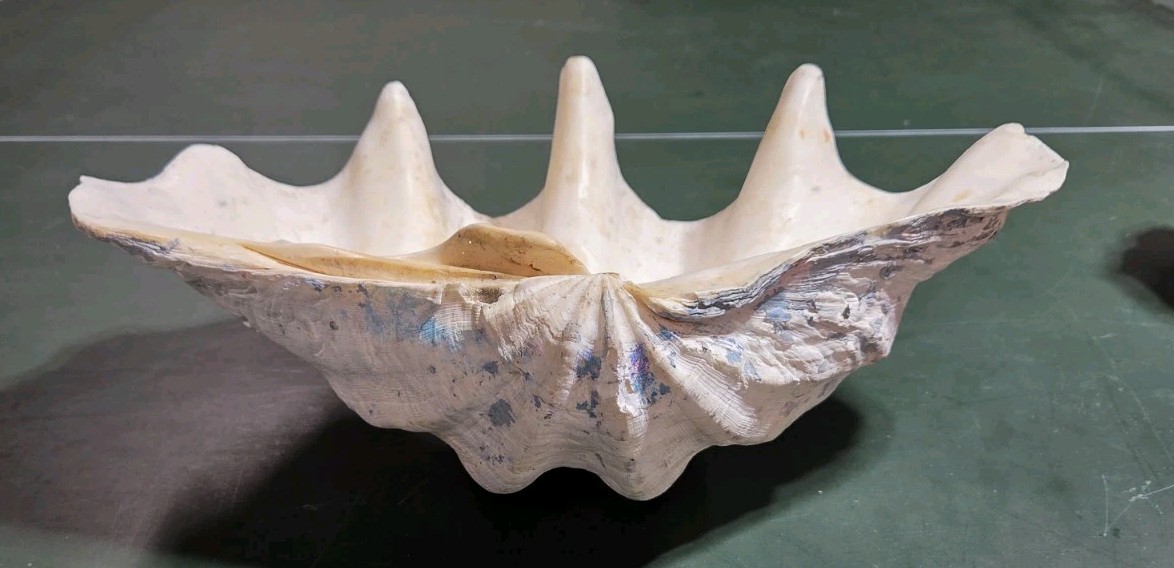 REAL 15½" Natural Giant Clam Shell Tridacna Gigas Sea *AND* 10" Giant Clamshell