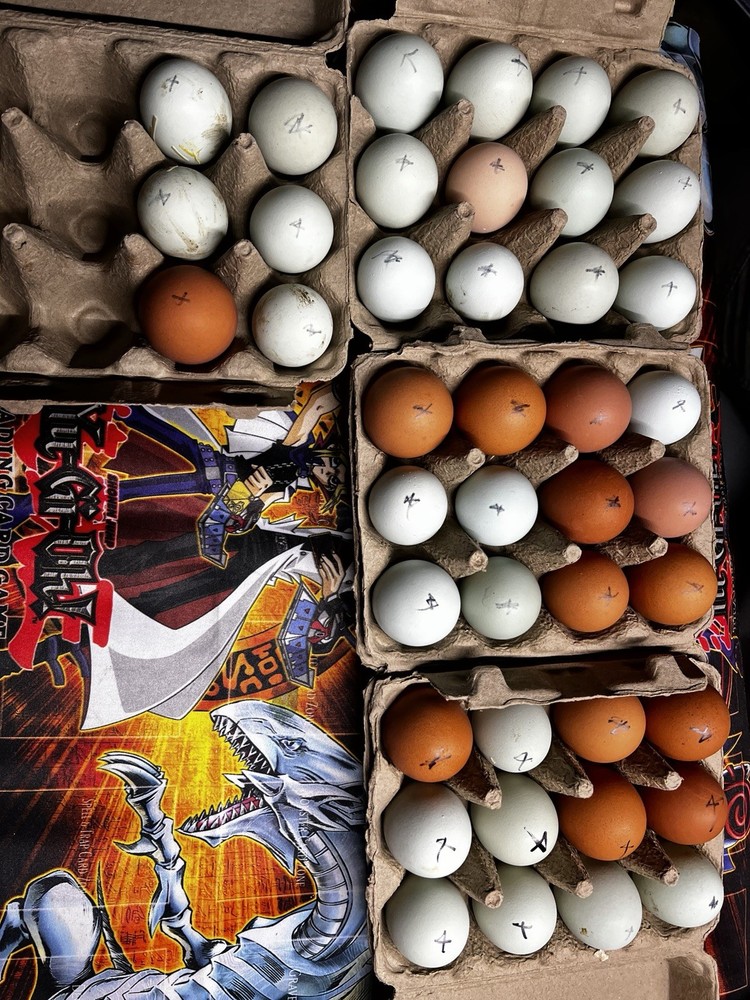Copper Maran,Easter egger,olive egger hatching eggs