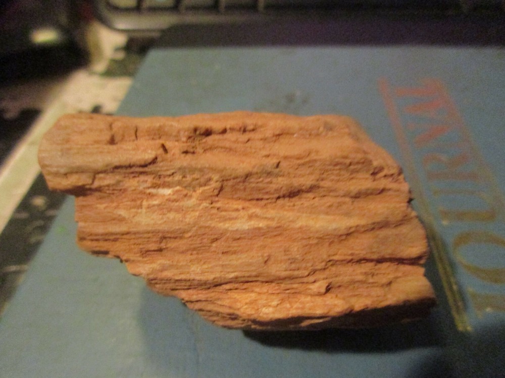 Fossilized Wood