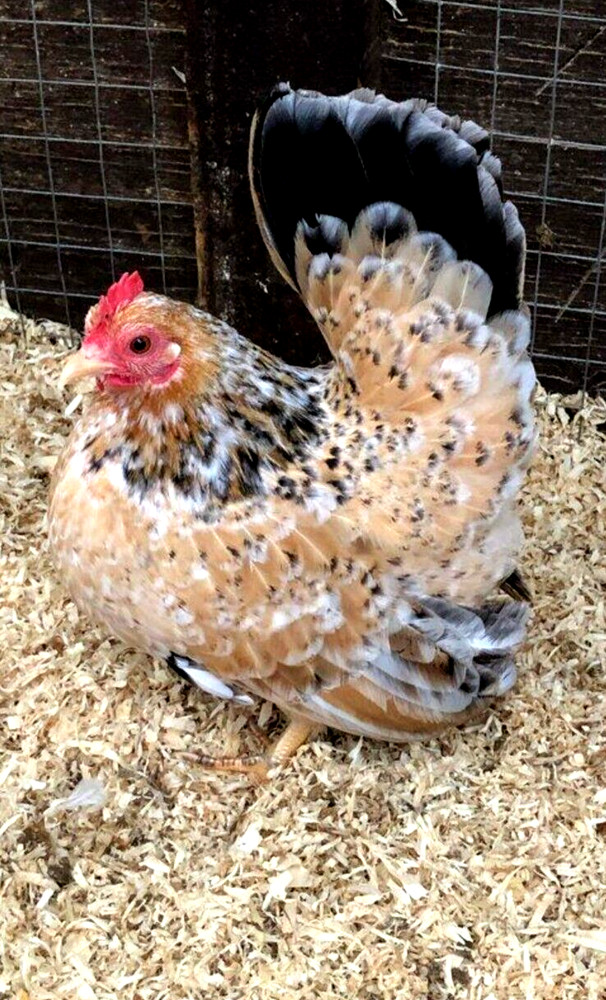 12 NPIP/AI CLEAN SERAMA BANTAM HATCHING EGGS ●SHOW QUALITY●MICRO MINI TEA CUP