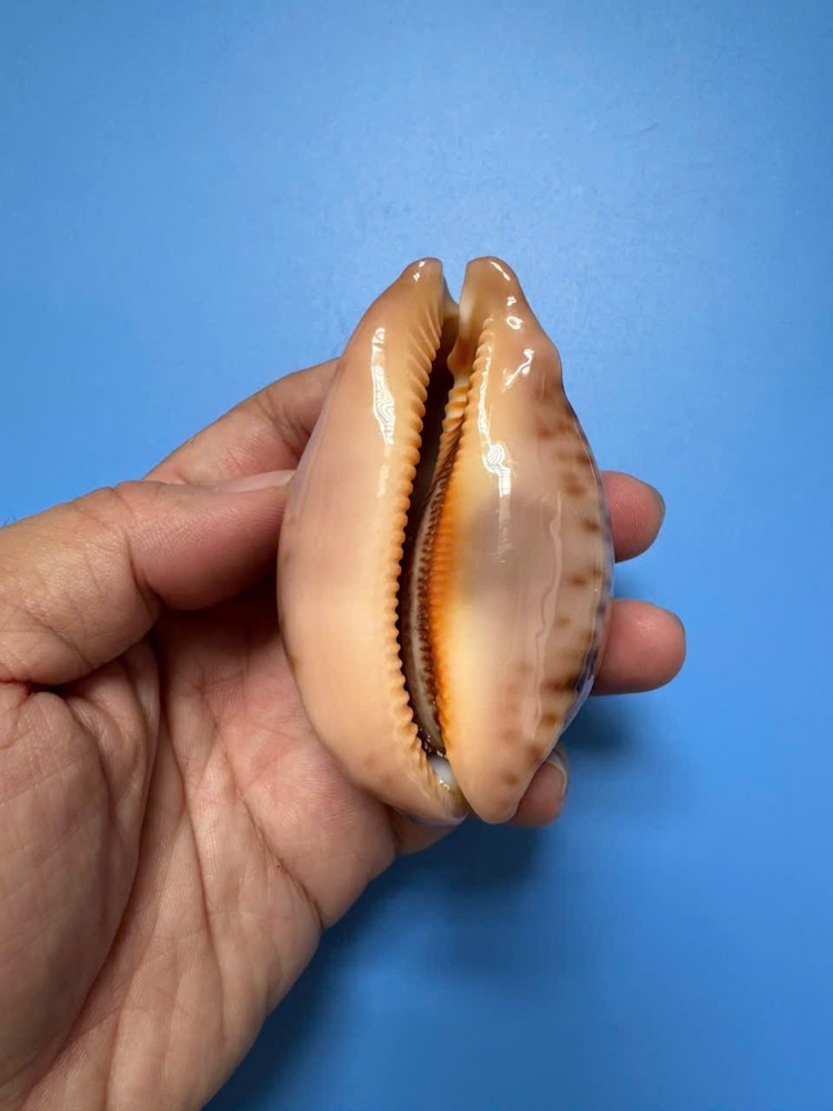 75.6mm | Cypraea Mappa |F++ + GEM | Nice pattern | Orange with bubble