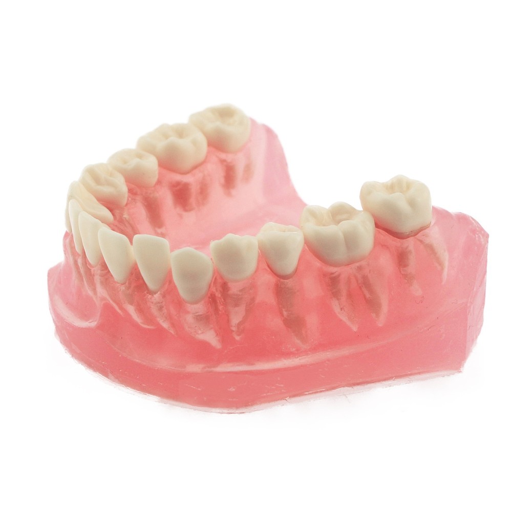 M7008 Standard Dental Study Teeth Model with Soft Gingiva 28 Removable Teeth