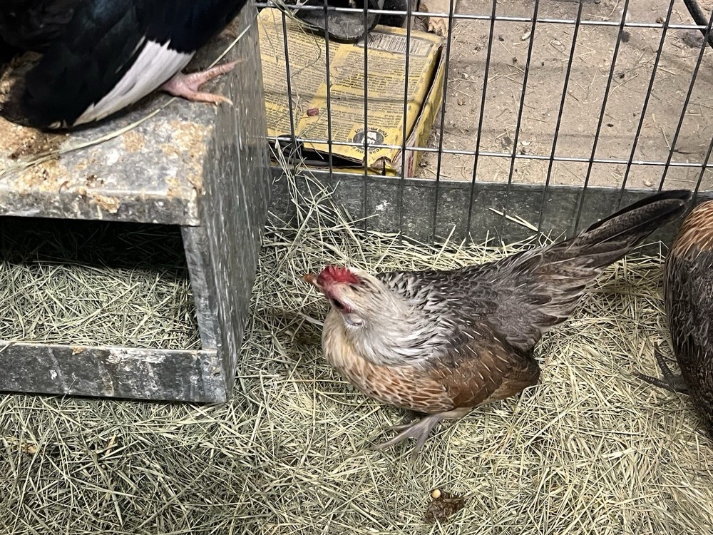 6++ Serama Hatching Eggs