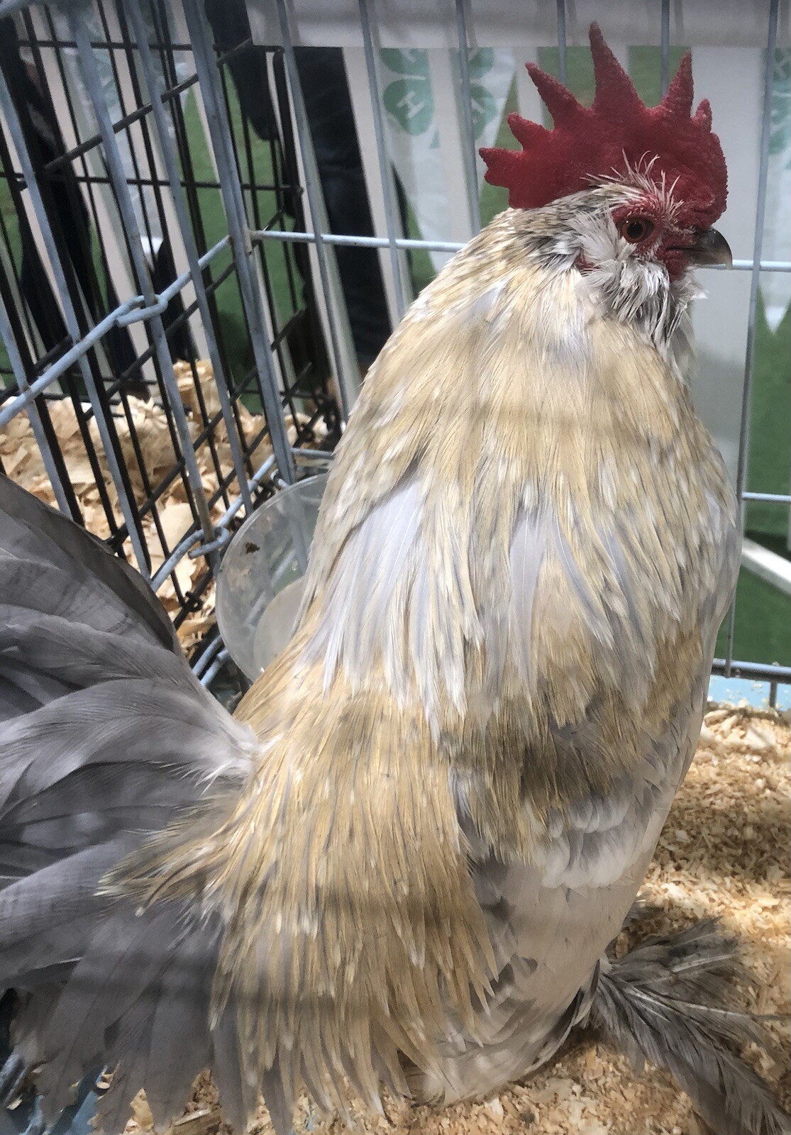 12+ PORCELAIN D’UCCLE BANTAM Fresh Hatching Eggs. Laying Now.