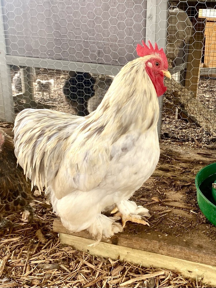 Bantam Cochin Hatching Eggs 6++ PLEASE READ THE DESCRIPTION
