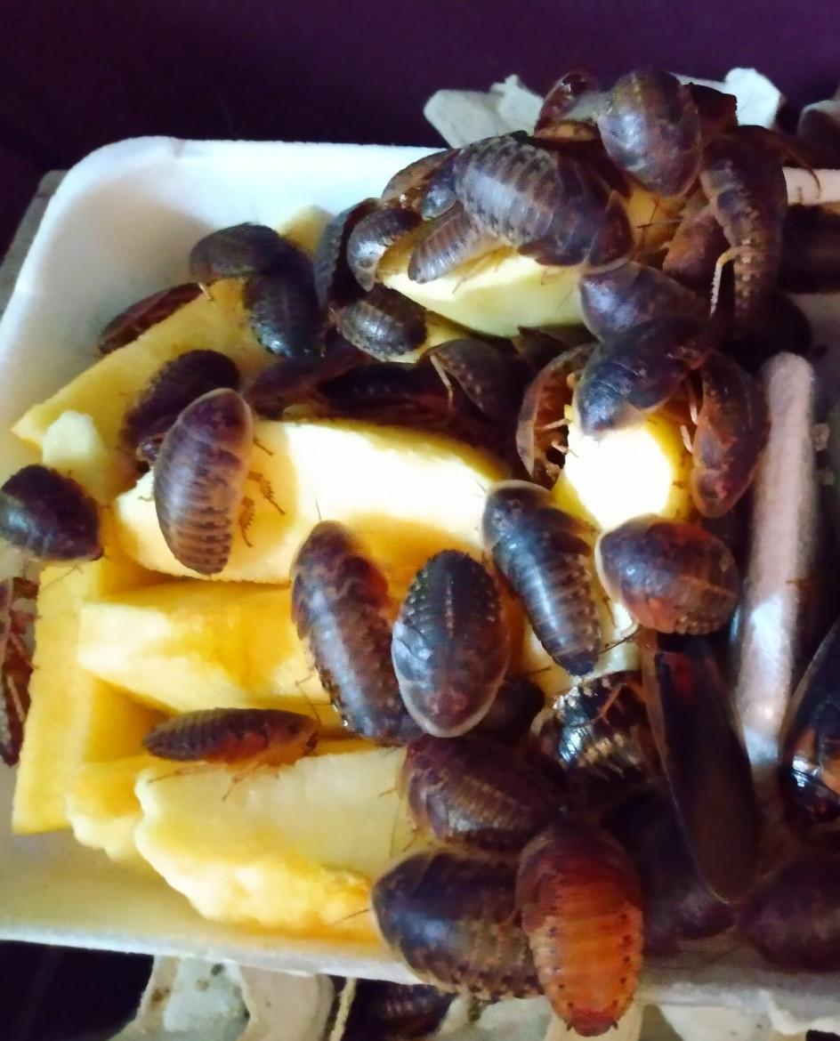 100+ Mix of Large and Extra Large Dubia Roaches for Reptiles/Exotic Pet Food!