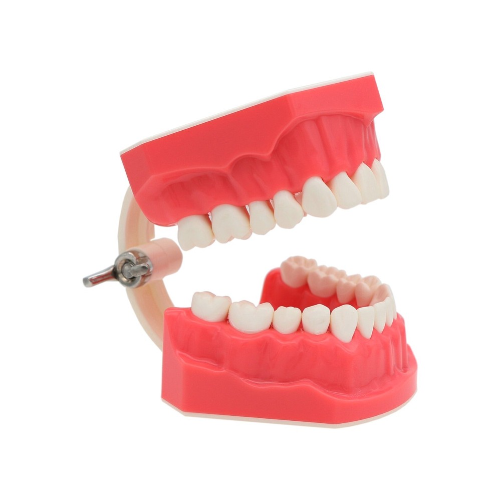 US Dental Typodont Demo Teeth Model1:1 Brushing Flossing Teaching Practice Study