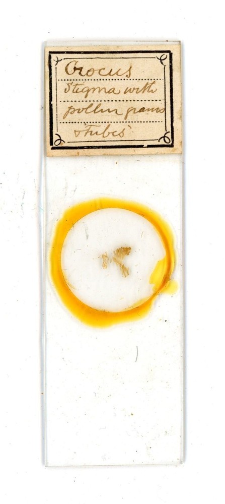 Antique glass Microscope slide Crocus Stigma with Pollen sample #96