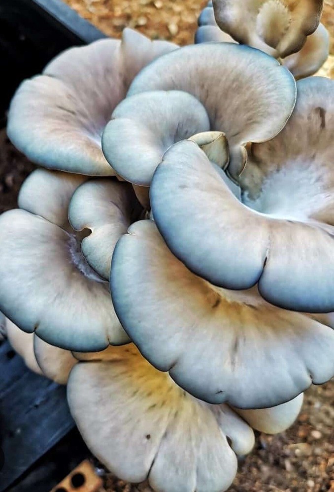 Blue Oyster Mushroom Liquid Cultures