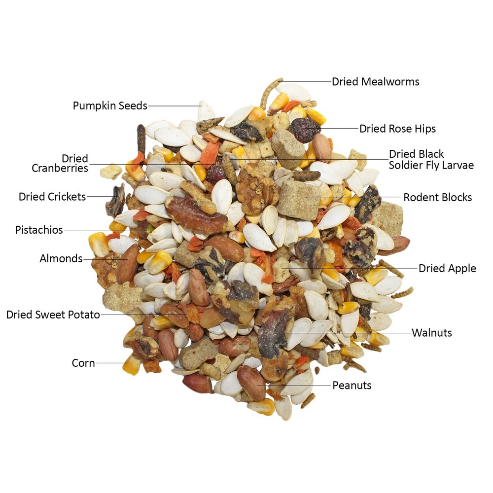 Congo Cage & Starter Package for Squirrels