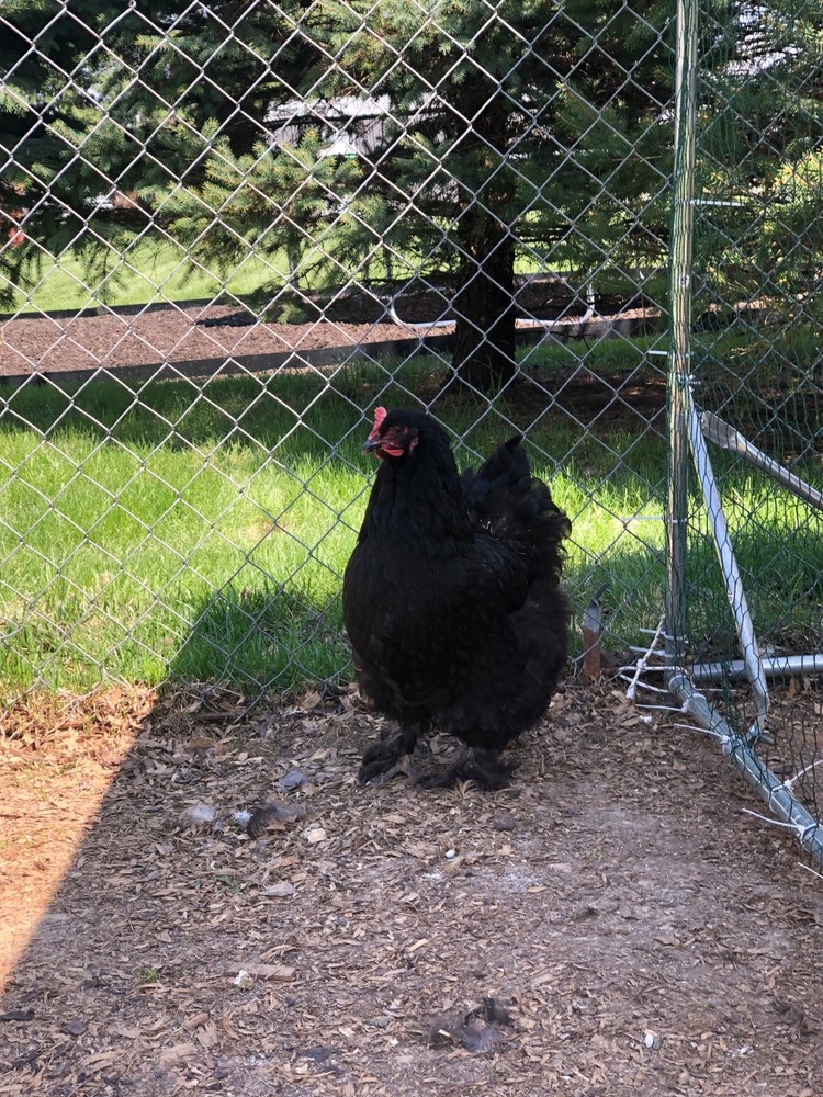 Cochin Hatching Eggs