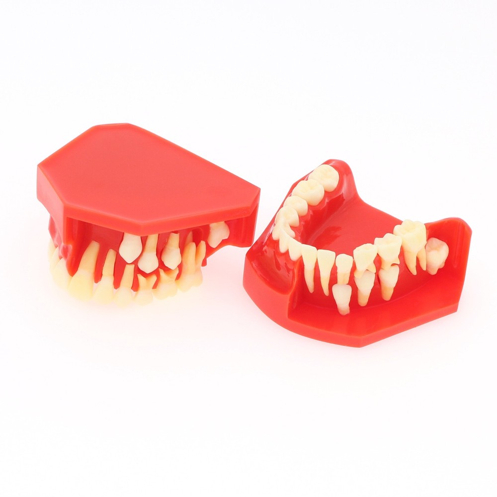 M7013 Teeth Permanent Tooth Dental Alternate Demonstration Study Teach Model