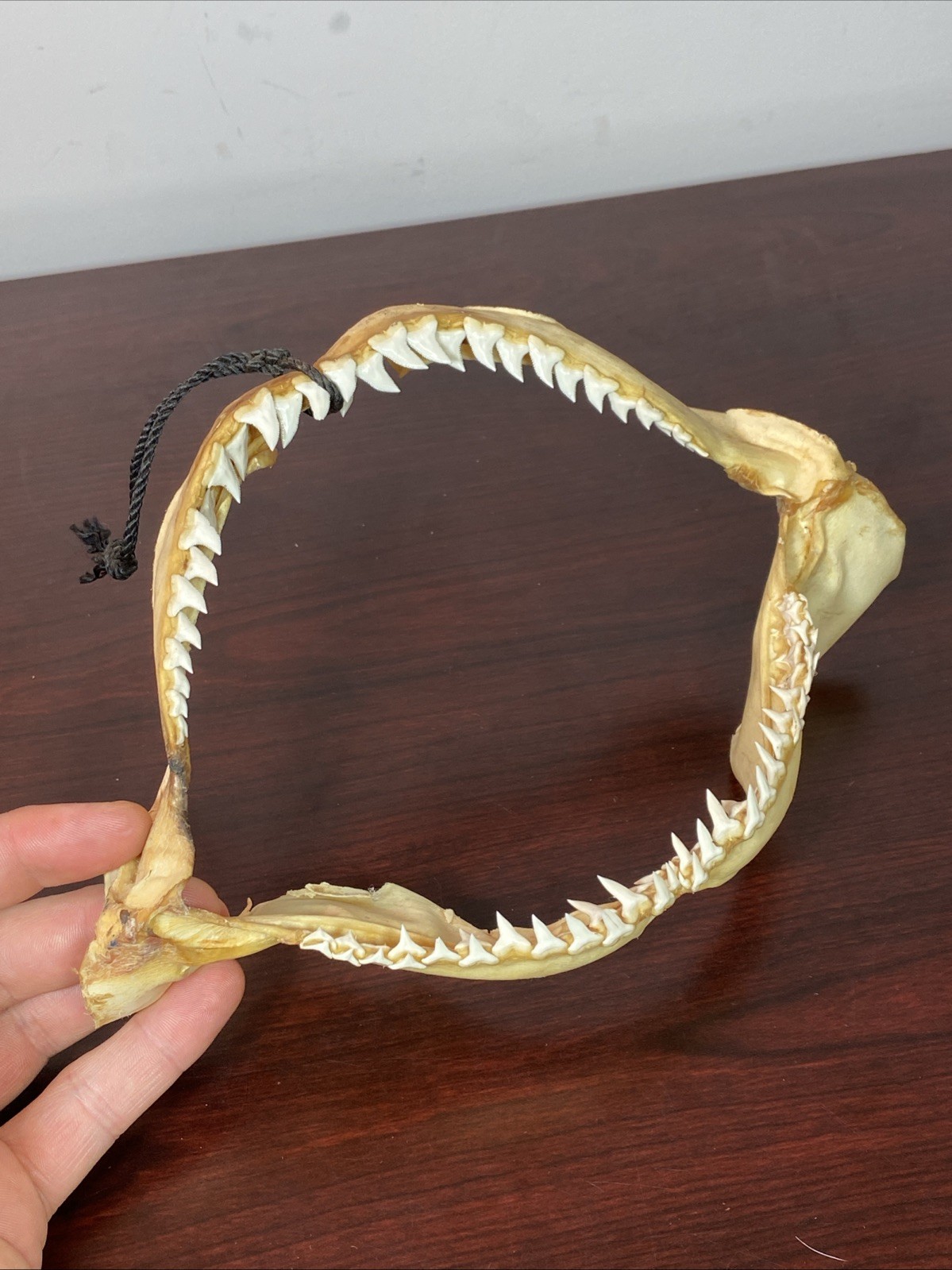Vintage Bull Shark Jaw Taxidermy 4 Rows Of Teeth 9.5” Wide x6.25” Nautical Decor