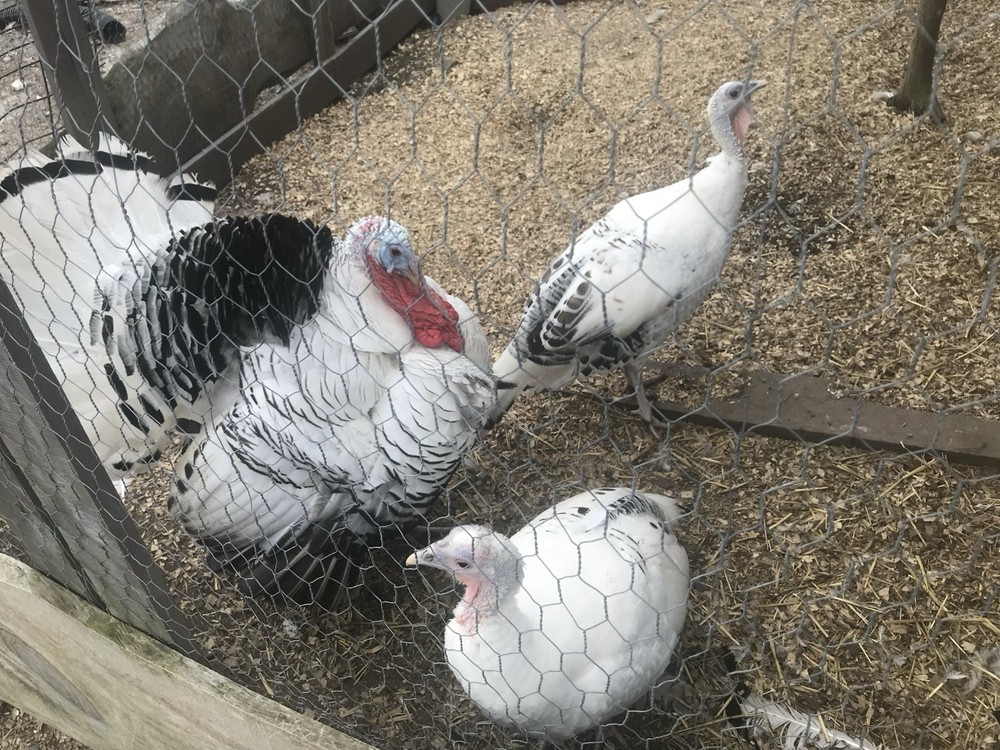 6 Royal Palm Turkey hatching eggs