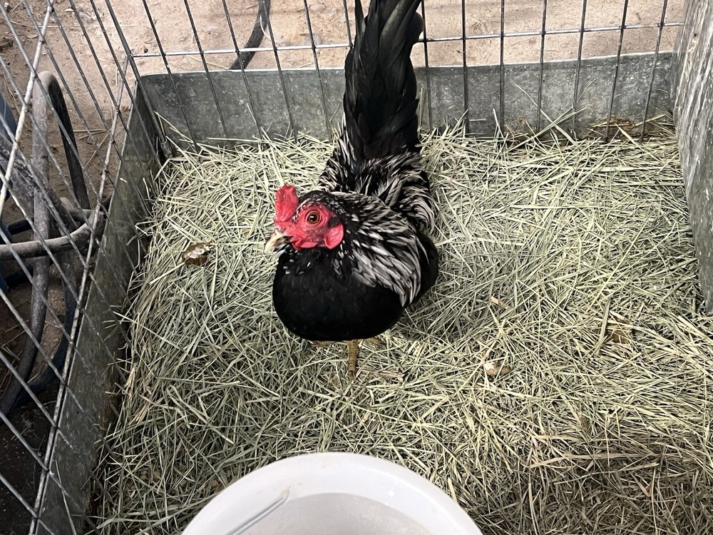 6++ Serama Hatching Eggs