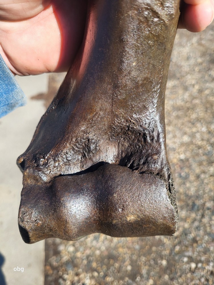 Historic Bison Humerus Bone not a fossil