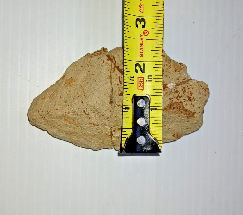 Starfish Fossil