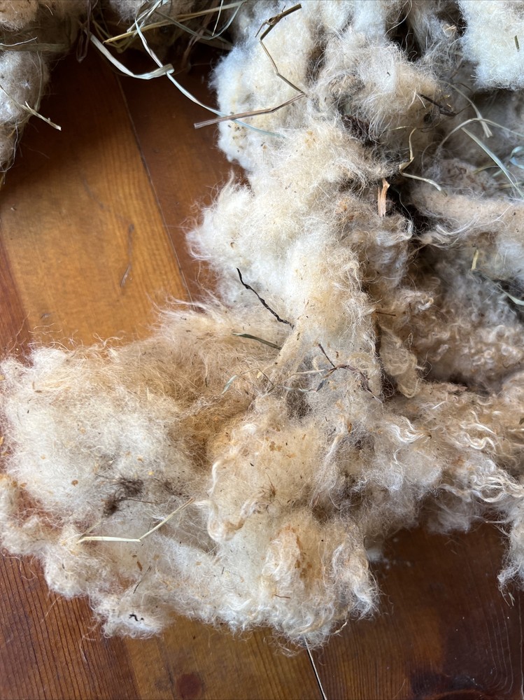 Icelandic fleece Ewe RAW