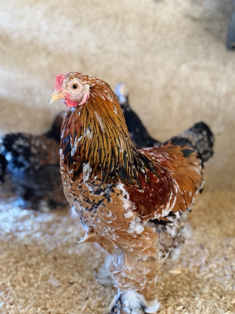 12++ Assorted RARE Color Brahma Hatching Eggs