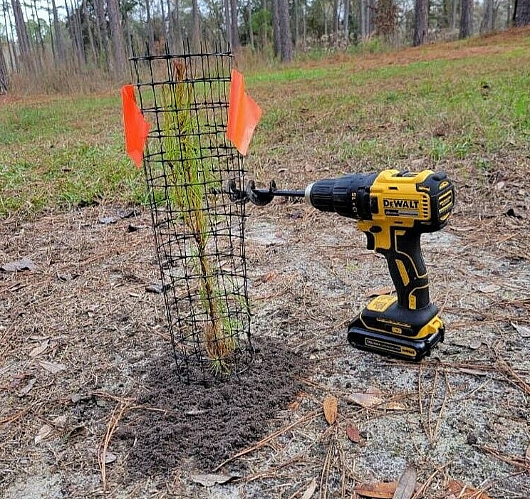 100 Longleaf pine tree plug seedlings