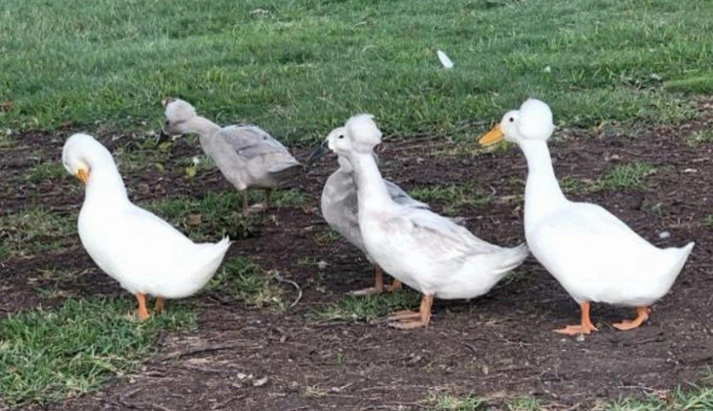 12 Fertilize Ducks Eggs