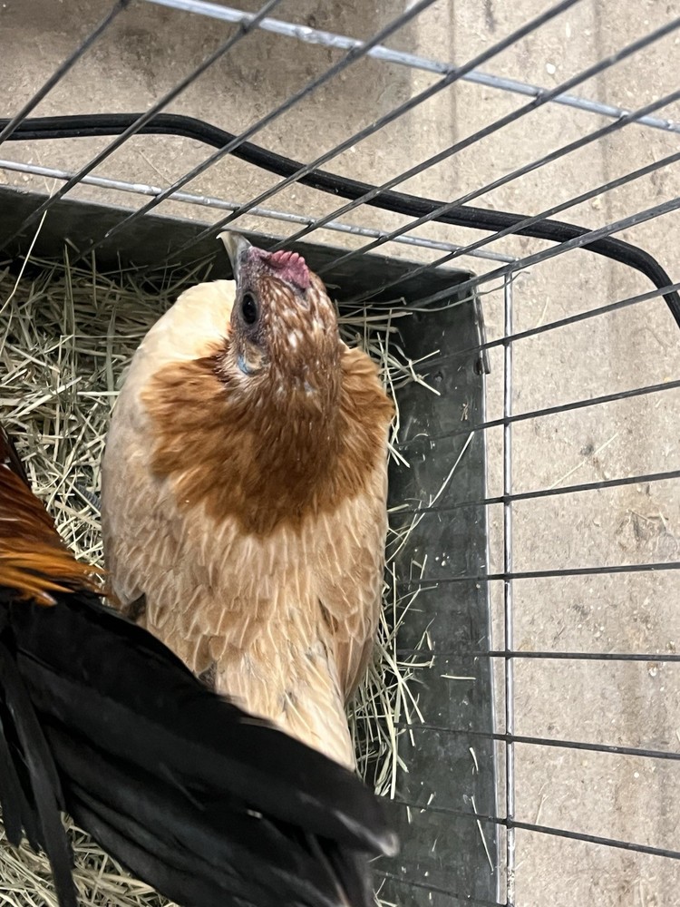 6++ Serama Hatching Eggs