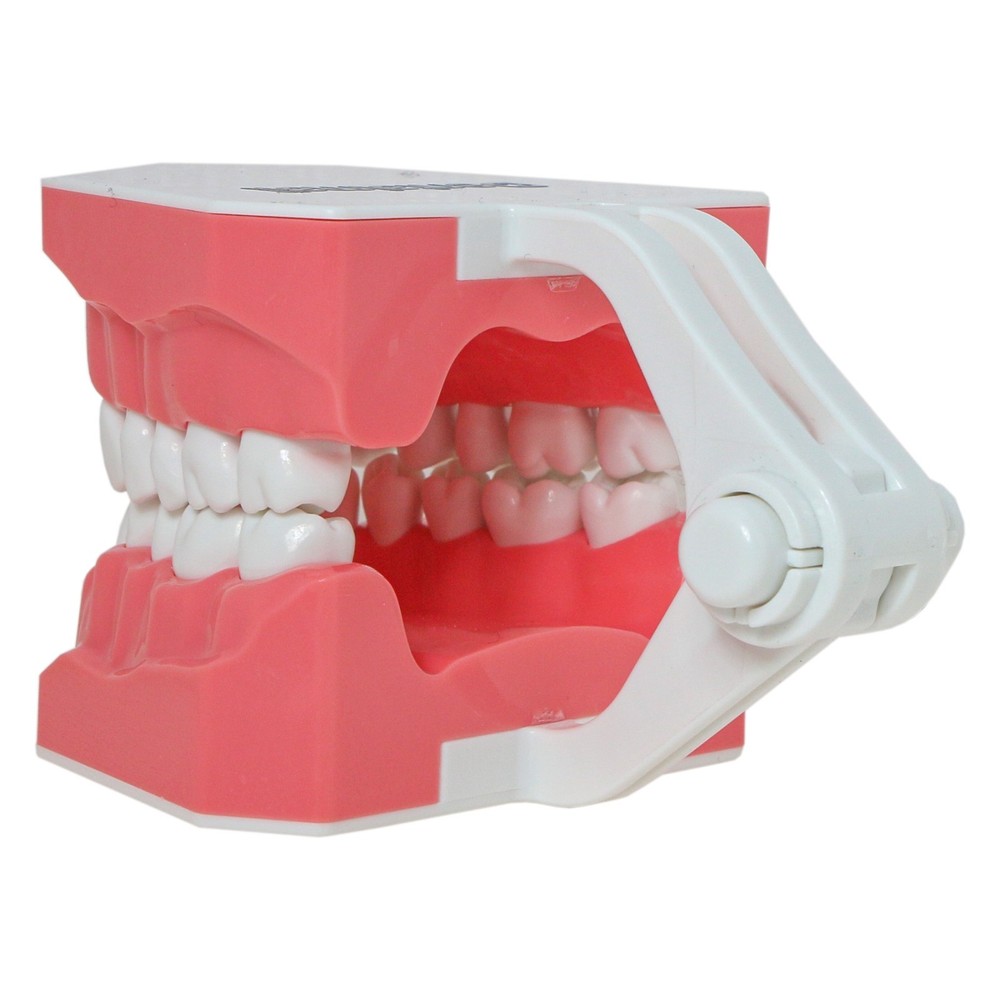 US Dental Typodont 1:1 Teeth Model with Brackets For Brushing Flossing Practice