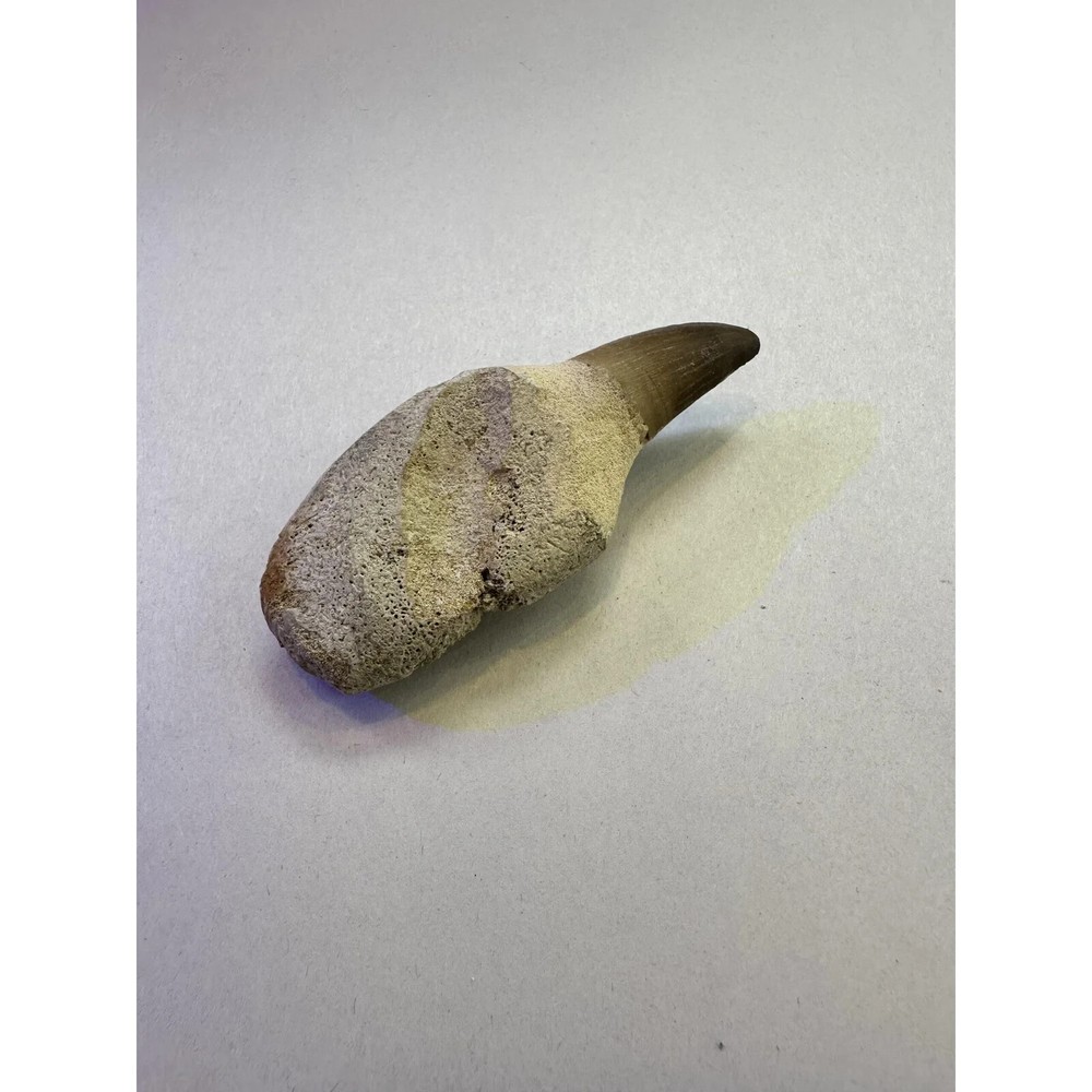 Real Mosasaur Tooth (8.9cm) - Cretaceous, Guaranteed Authentic, Great Root