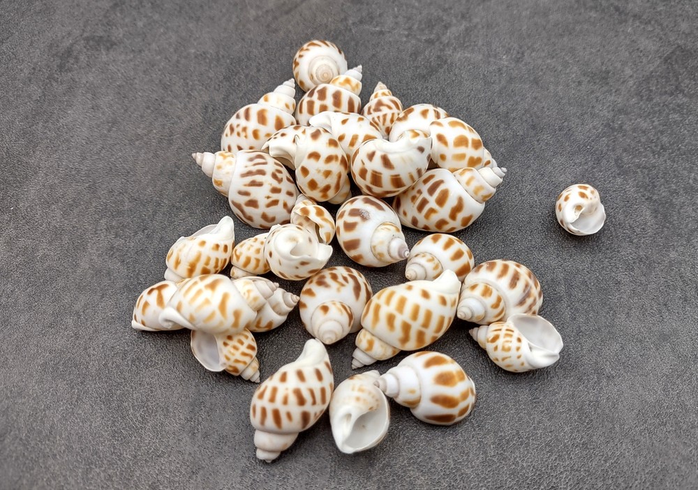 Areola Babylon Seashells Tan Spotted (15 shells approx. 0.75+ inches)