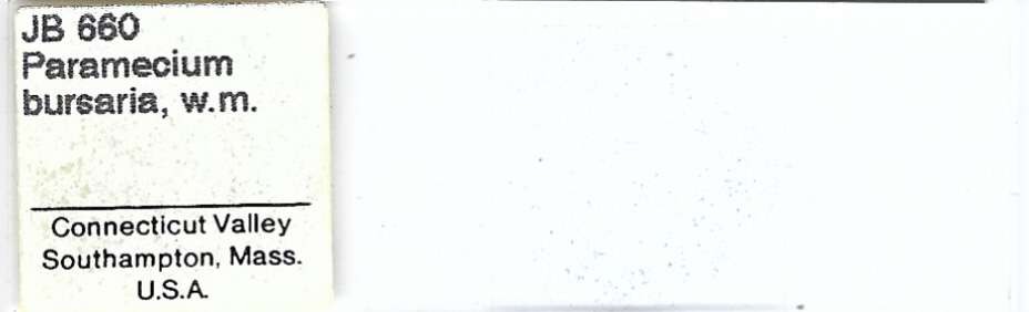 Paramecium bursaria w.m. Microscope Slide