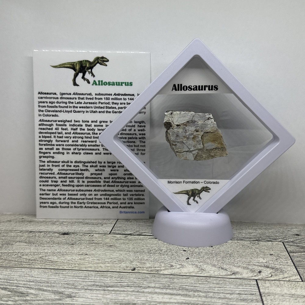 Allosaurus Extinct Dinosaur Bone Fossil with Display Case