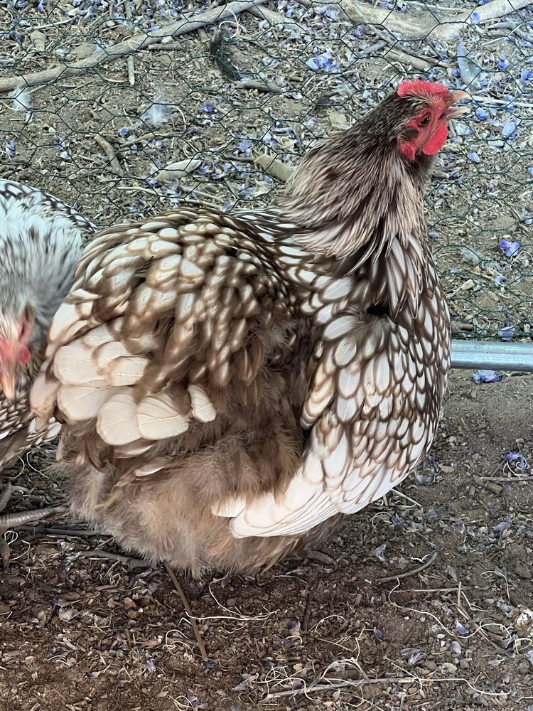 Chocolate Silver Laced Orpington Hatching Eggs-12 Pack