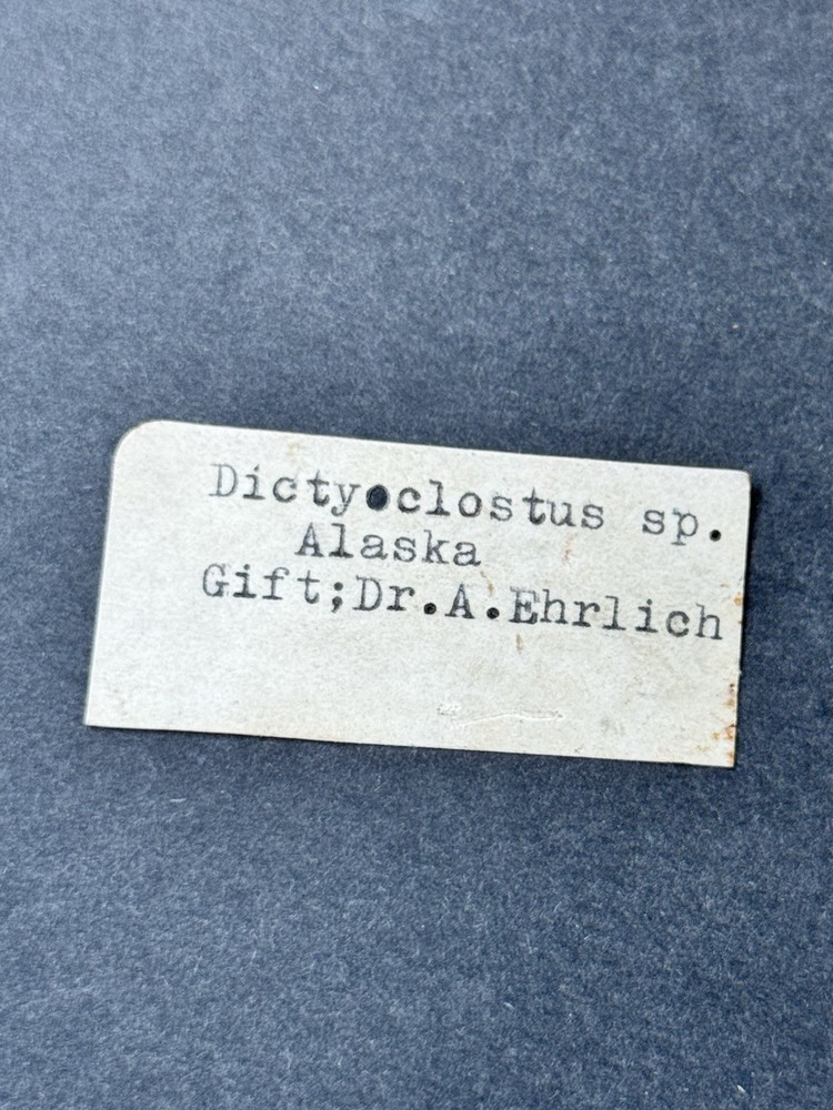 Dictyoclostus specimen From Alaska