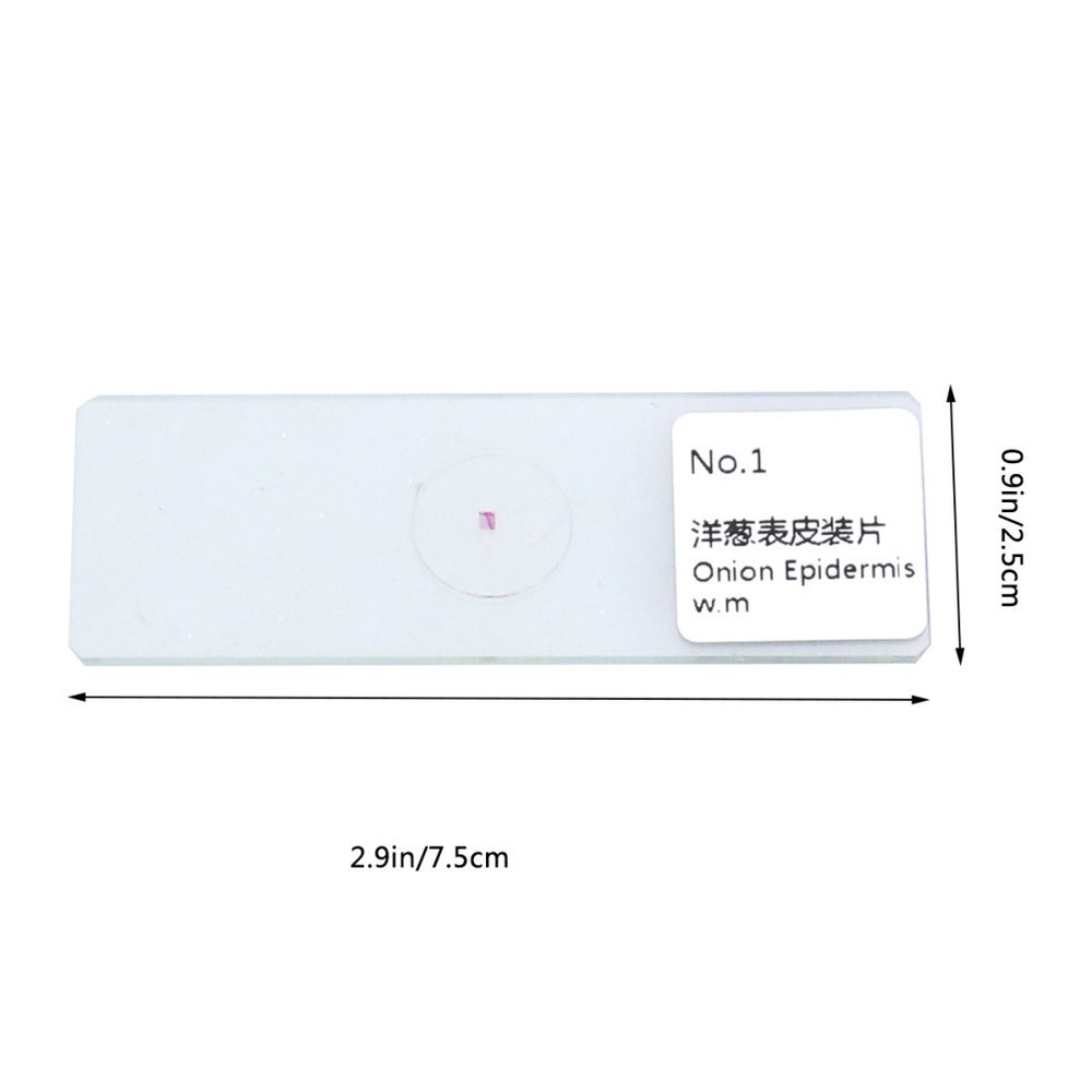10 PCS/Set Microscope Slides with Specimens Biology Prepared Kit