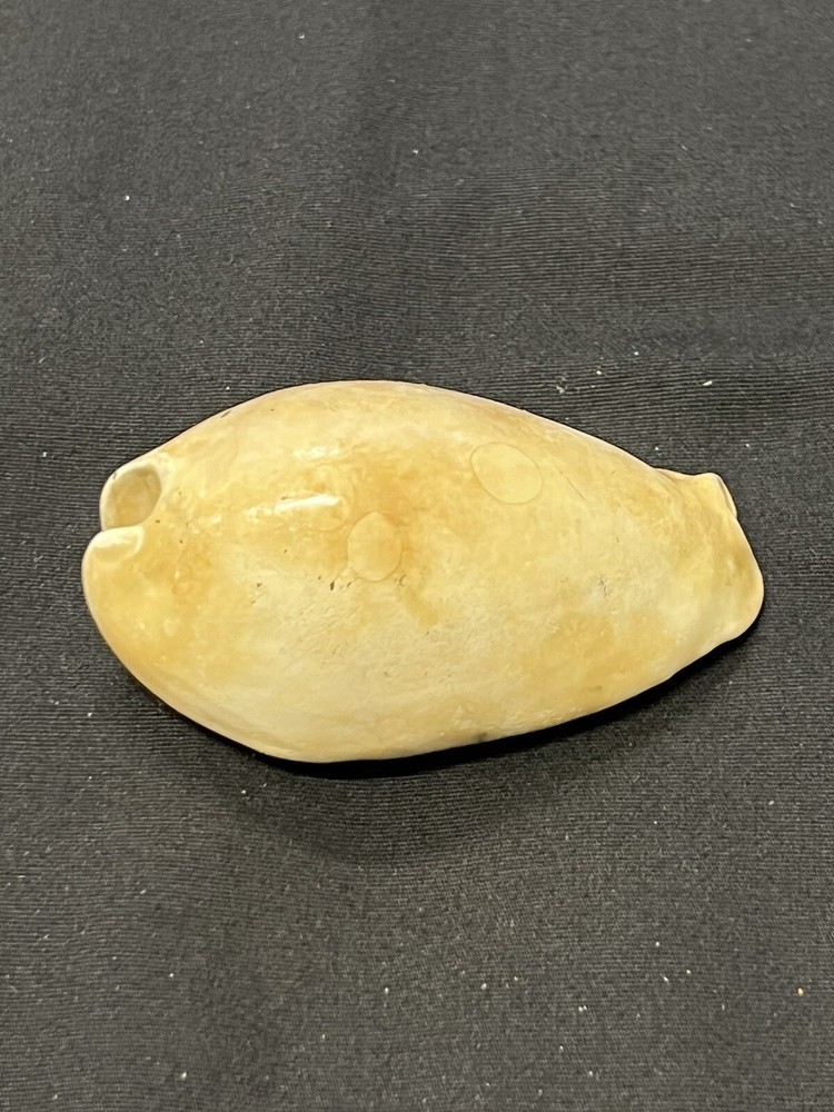EXTINCT Fossilized COWRIE Shell From Central Florida - Pliocene Era.