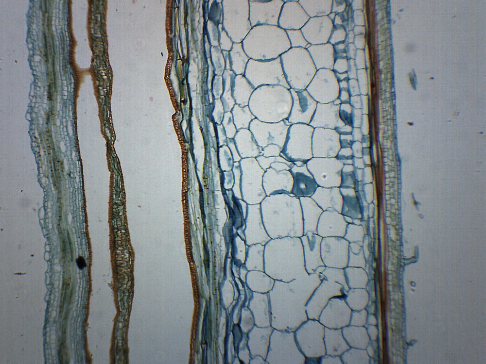Pumpkin Stem - Prepared Microscope Slide - 75x25mm - Eisco Labs