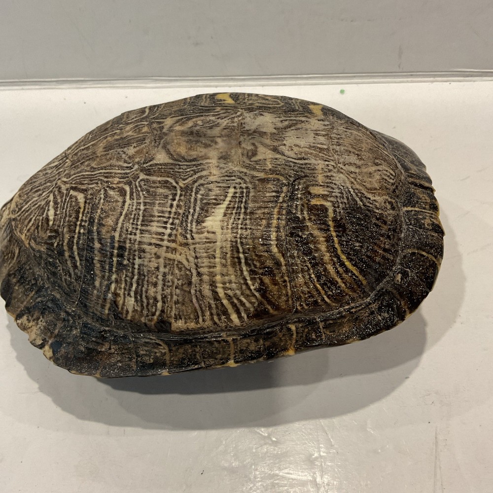 Turtle Shell 7" Decor Pond, Slider, Terrapin