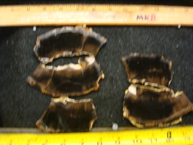 petrified beach wood slabs