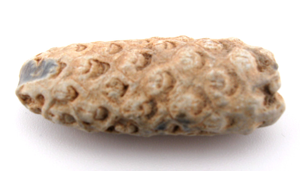Fossil Seed (PINE) Cone Morocco 1.55 inch - 10.27 grams