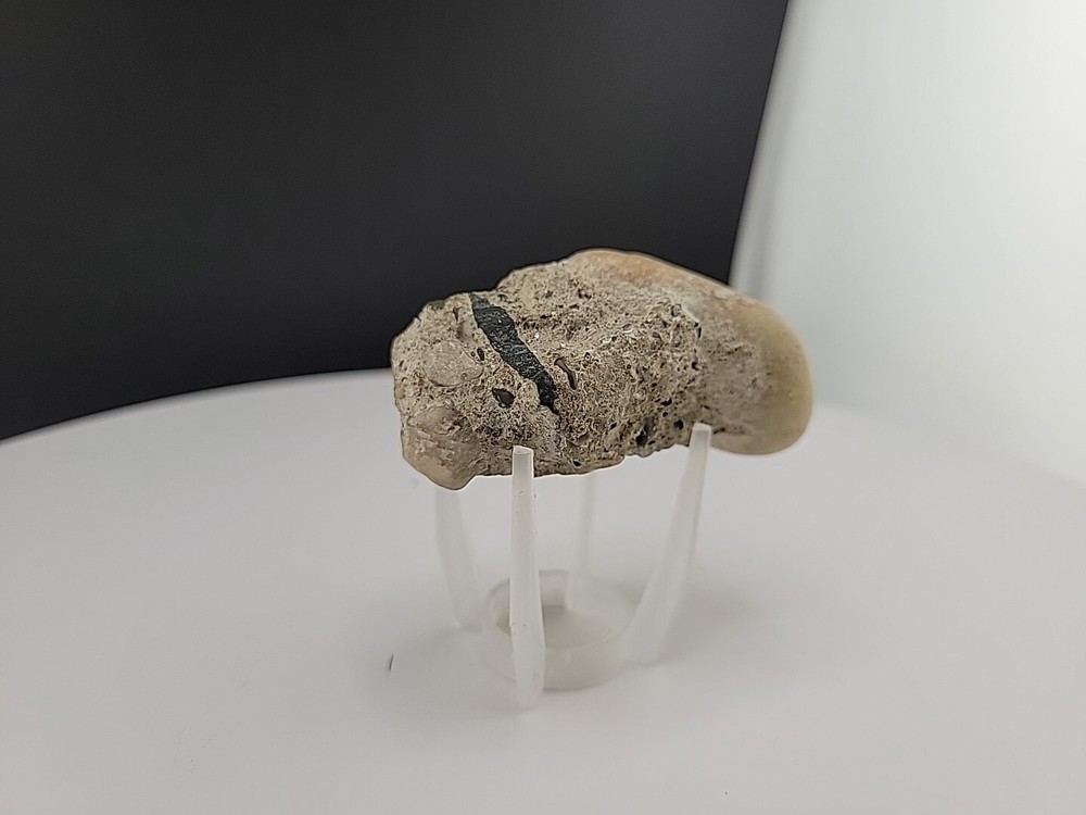 Claw Fossil Super Rare Compression Fossil