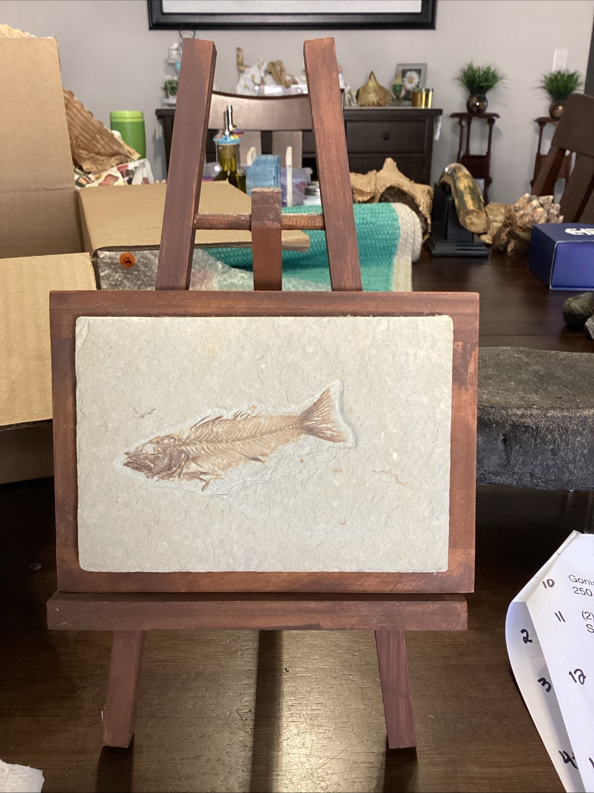 EXTREMELY RARE Fossil Fish EOHIODON HIODON FALCATUS Green River Fish 7x5