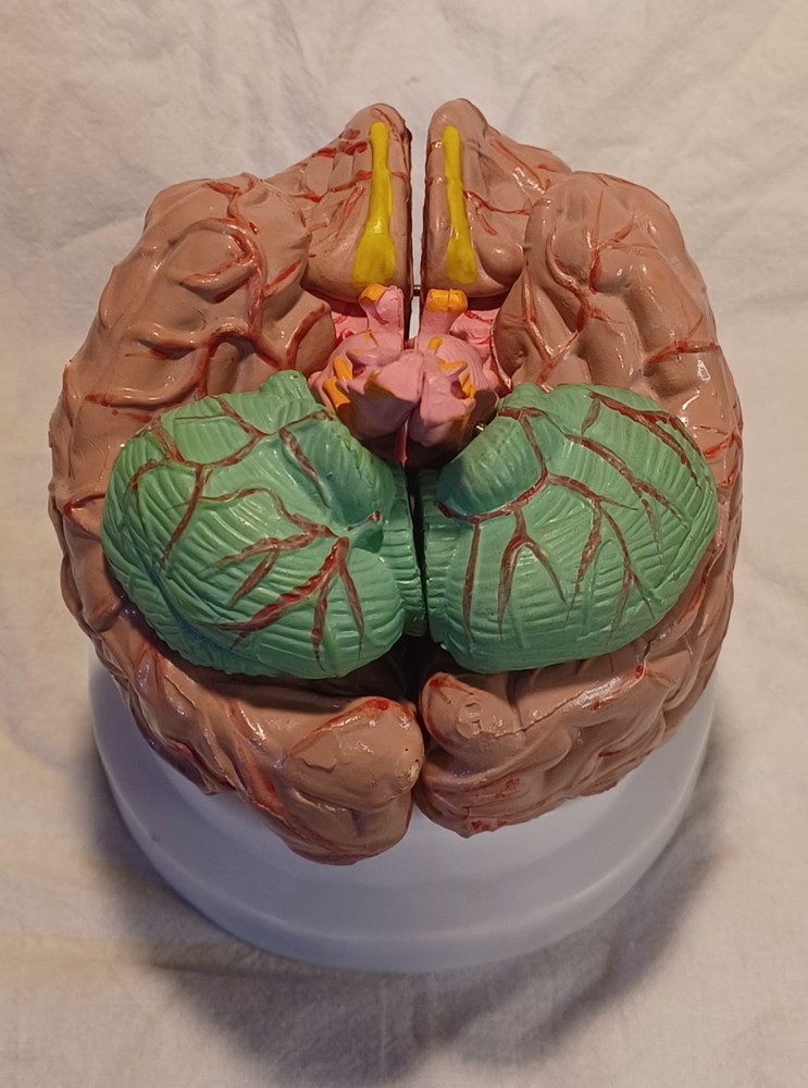 Human Brain Anatomically Sized Model Teaching Study Display Medical Science -Z