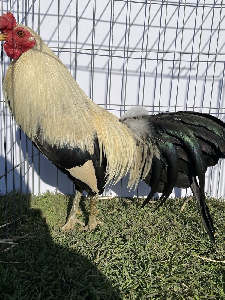 DoubleHFarm|| Fertilized 12 Hatching Eggs