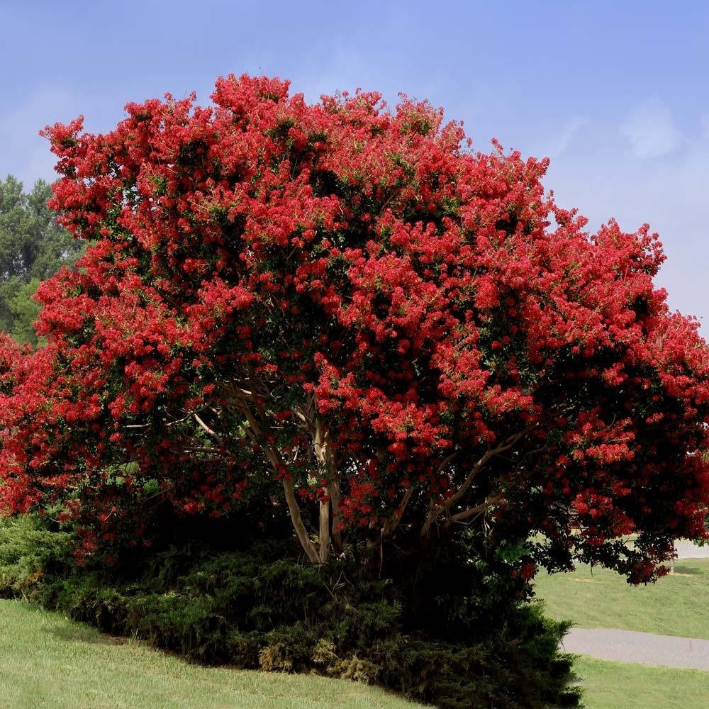 3 Red Crape Myrtle 12-18" Tall Starter Shrub Bare Root