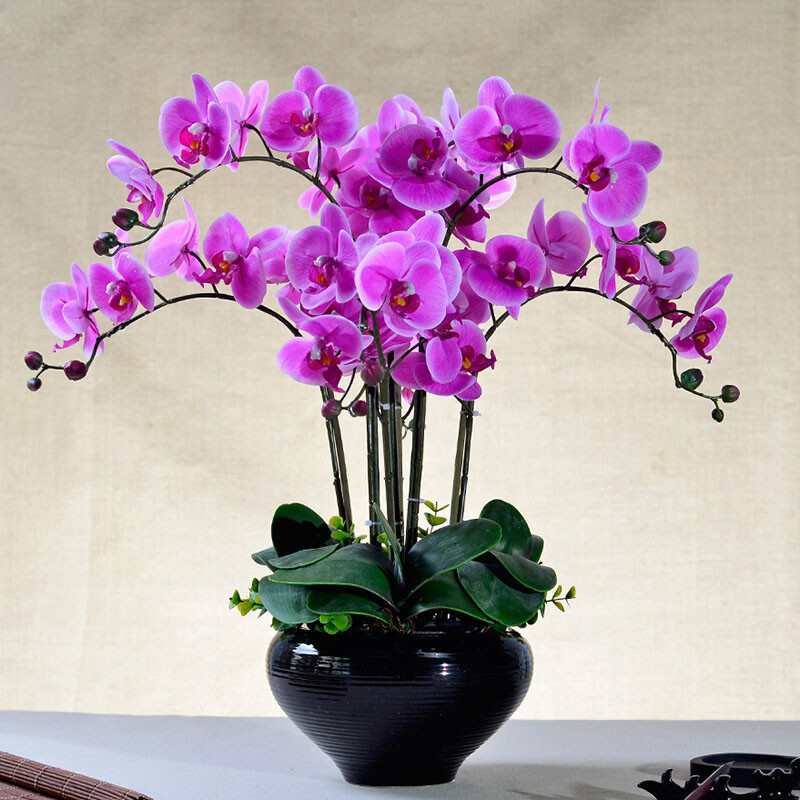 Phalaenopsis Moth Orchids Flower Seeds Multiple Color 100pcs/pack