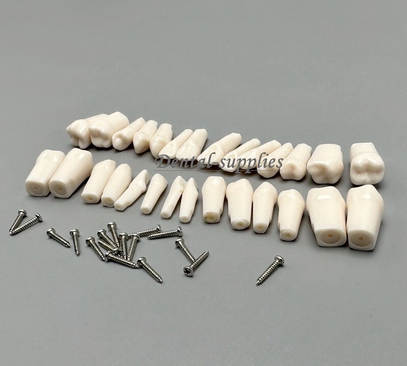 Dental Study Teeth Models Technician Practice Preparation Removable Tooth Nissin