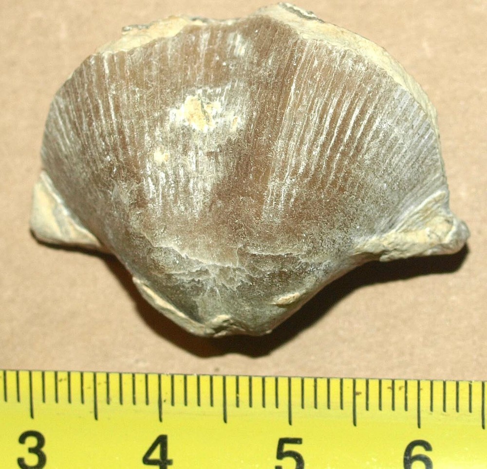 Devonian Brachiopod- Cyrtospirifer rudkinensis Ljaschenko, 1959