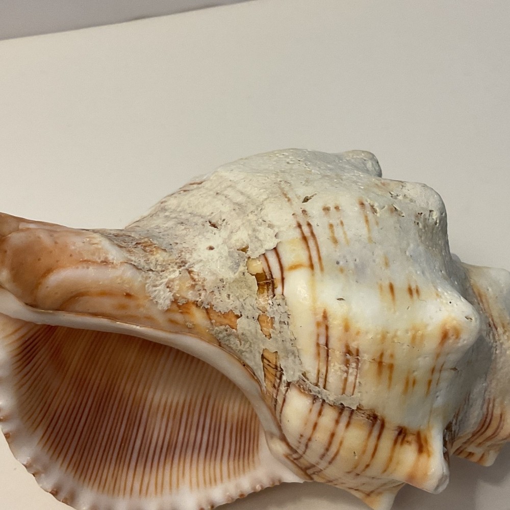 Conch Seashell Brown & White 7” Long Sea Shell